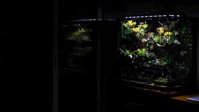 水族箱草缸开缸教程新手入门,雨林缸开缸多久植物才会稳定