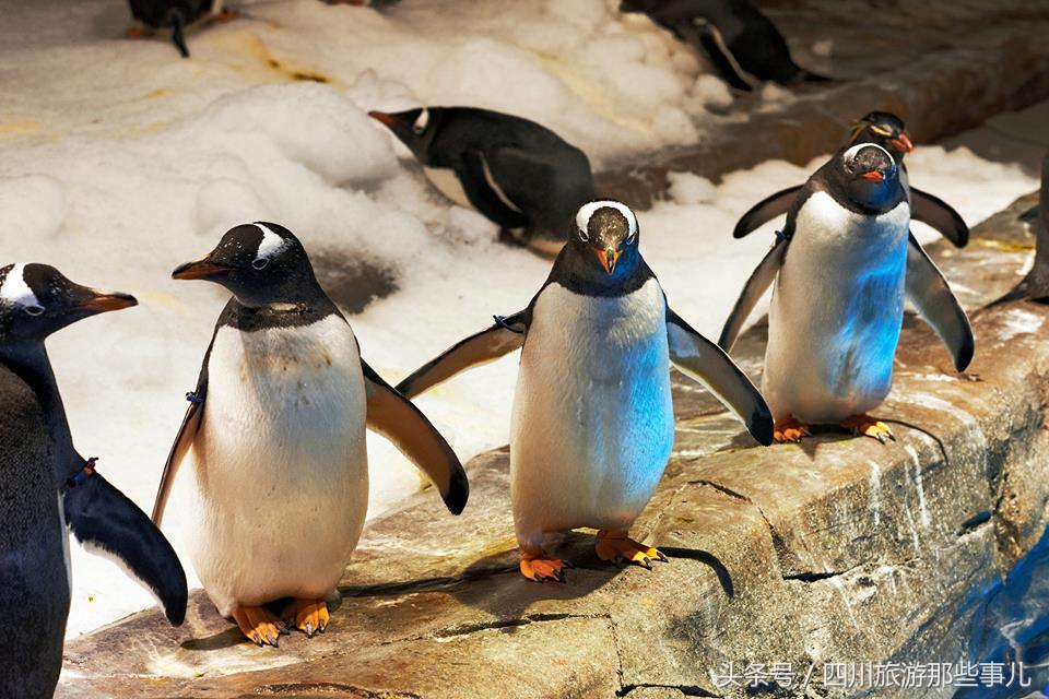 旅游香港赚钱攻略,香港旅游省钱购物