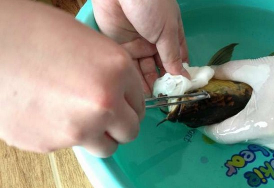 龙鱼腹鳍恢复过程,龙鱼拔鳞手术需要关注什么