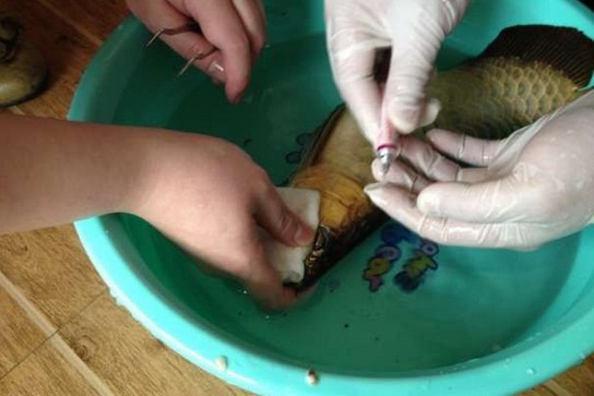 龙鱼腹鳍恢复过程,龙鱼拔鳞手术需要关注什么