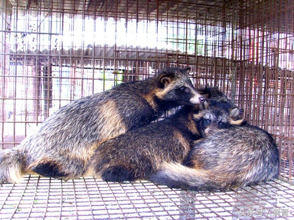 不是*局骗**但是赚钱很难，4种毛皮动物发展受阻