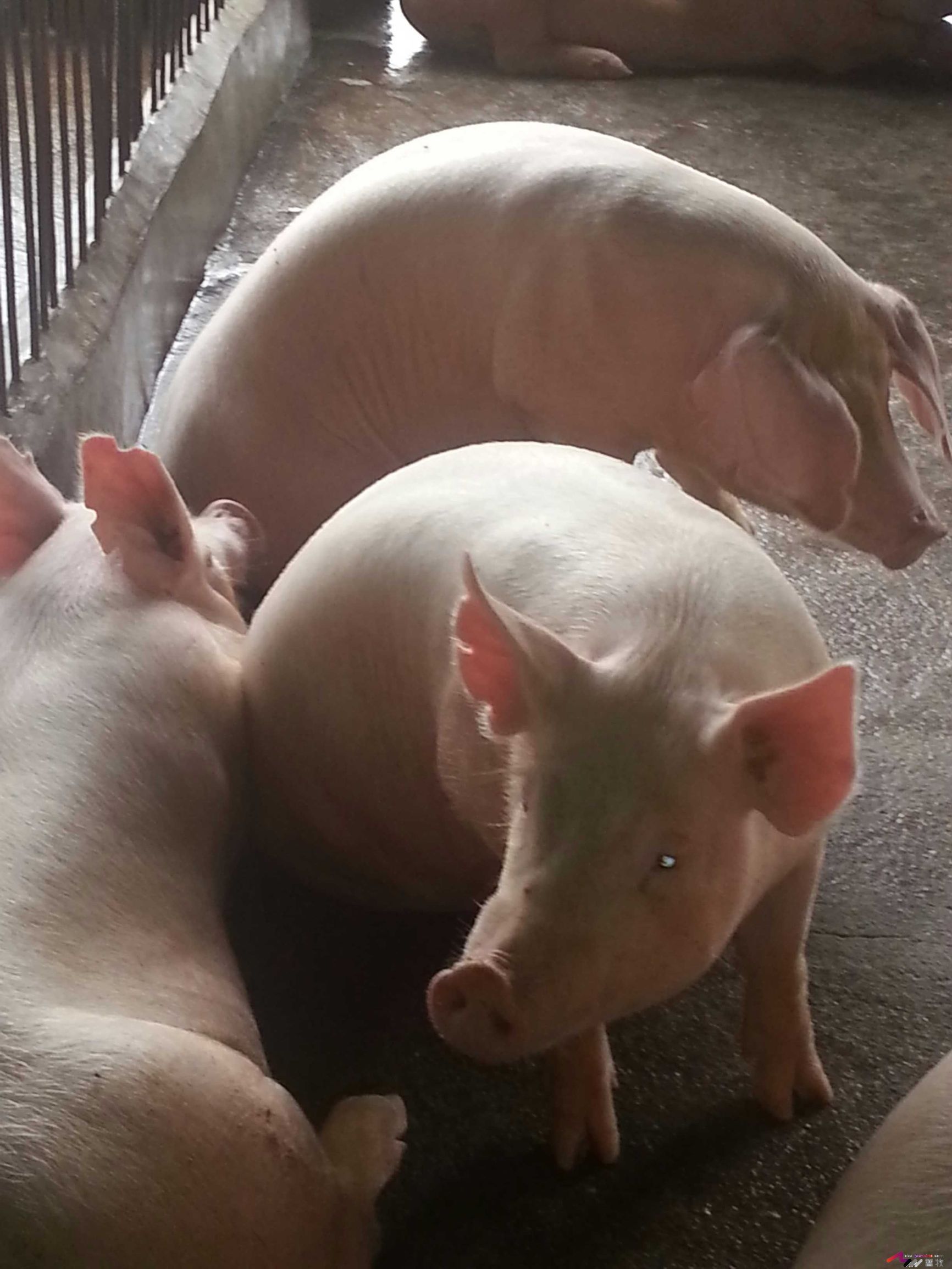 母猪犬坐的原因分析，多图-樊福好健康管理论坛-聊天全记录