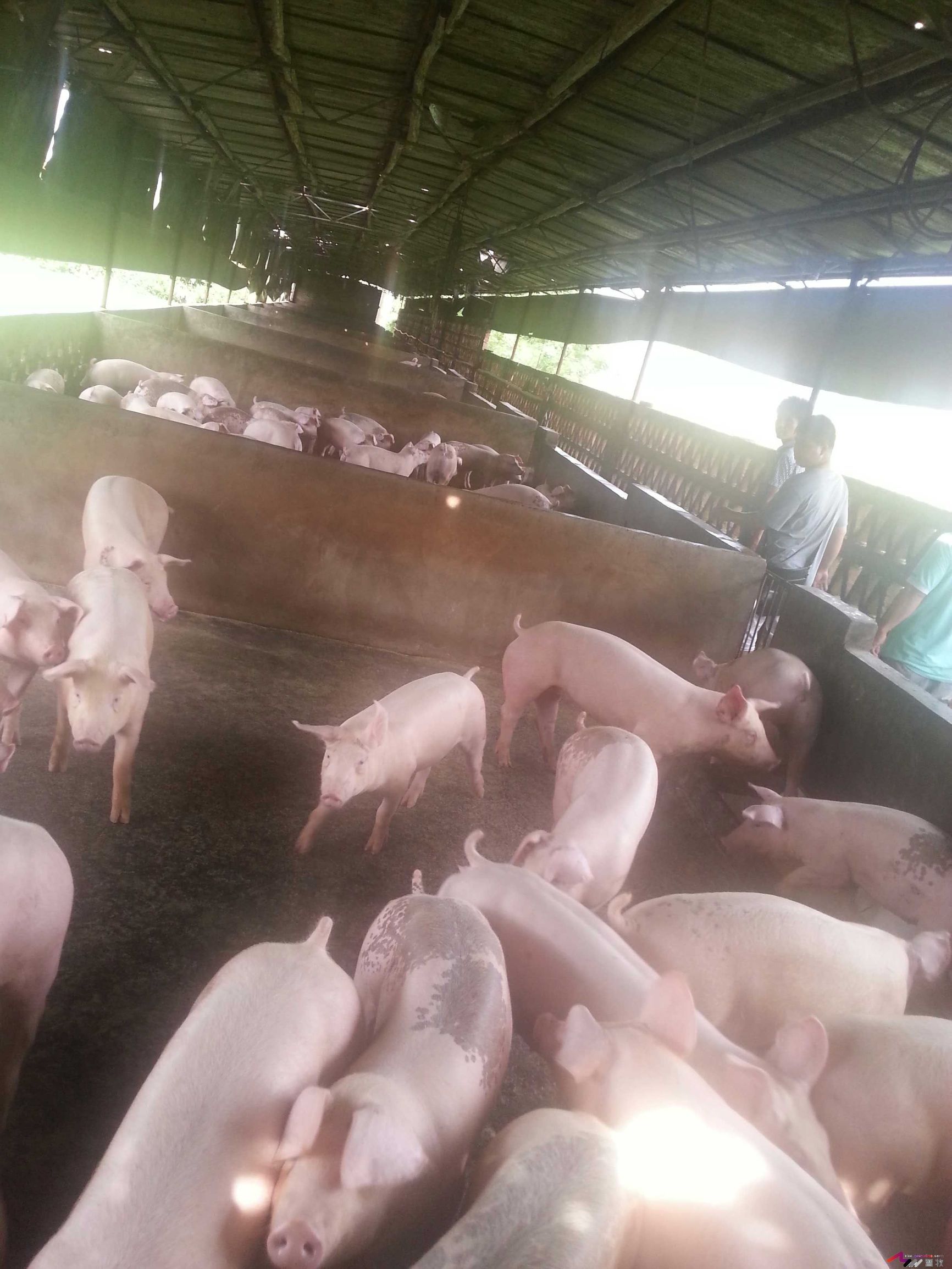 母猪犬坐的原因分析，多图-樊福好健康管理论坛-聊天全记录