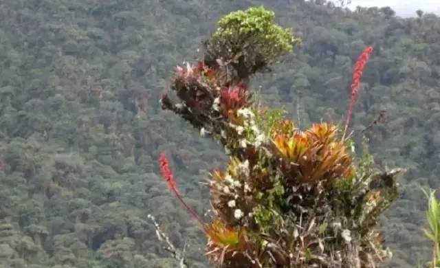 水族箱草缸开缸教程新手入门,雨林缸开缸多久植物才会稳定
