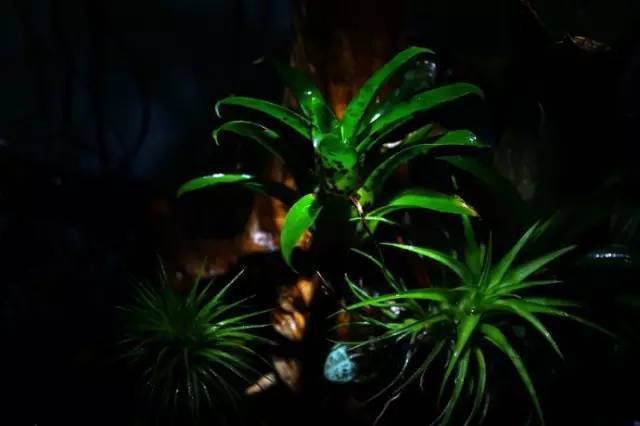 水族箱草缸开缸教程新手入门,雨林缸开缸多久植物才会稳定