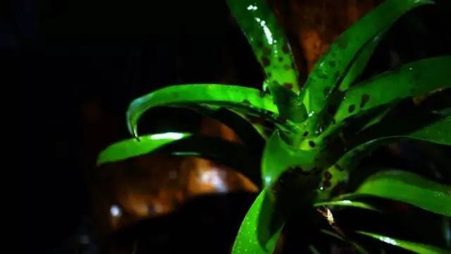 水族箱草缸开缸教程新手入门,雨林缸开缸多久植物才会稳定