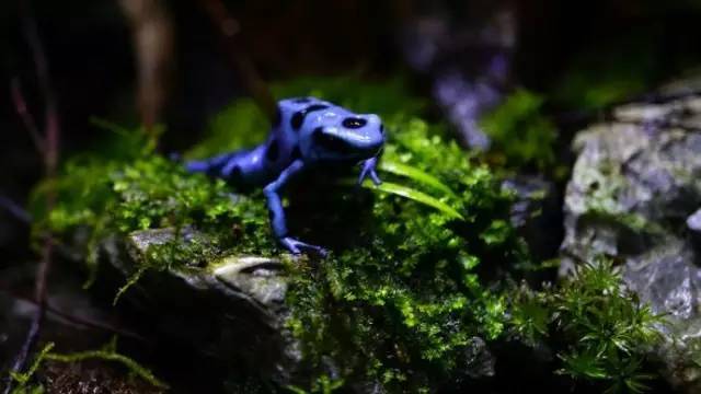 水族箱草缸开缸教程新手入门,雨林缸开缸多久植物才会稳定