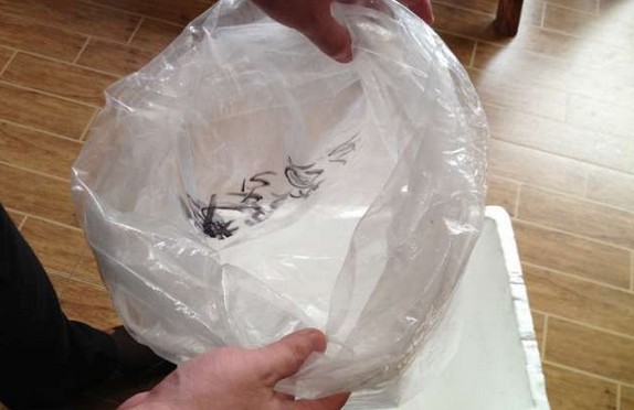 龙鱼腹鳍恢复过程,龙鱼拔鳞手术需要关注什么