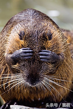 不是*局骗**但是赚钱很难，4种毛皮动物发展受阻