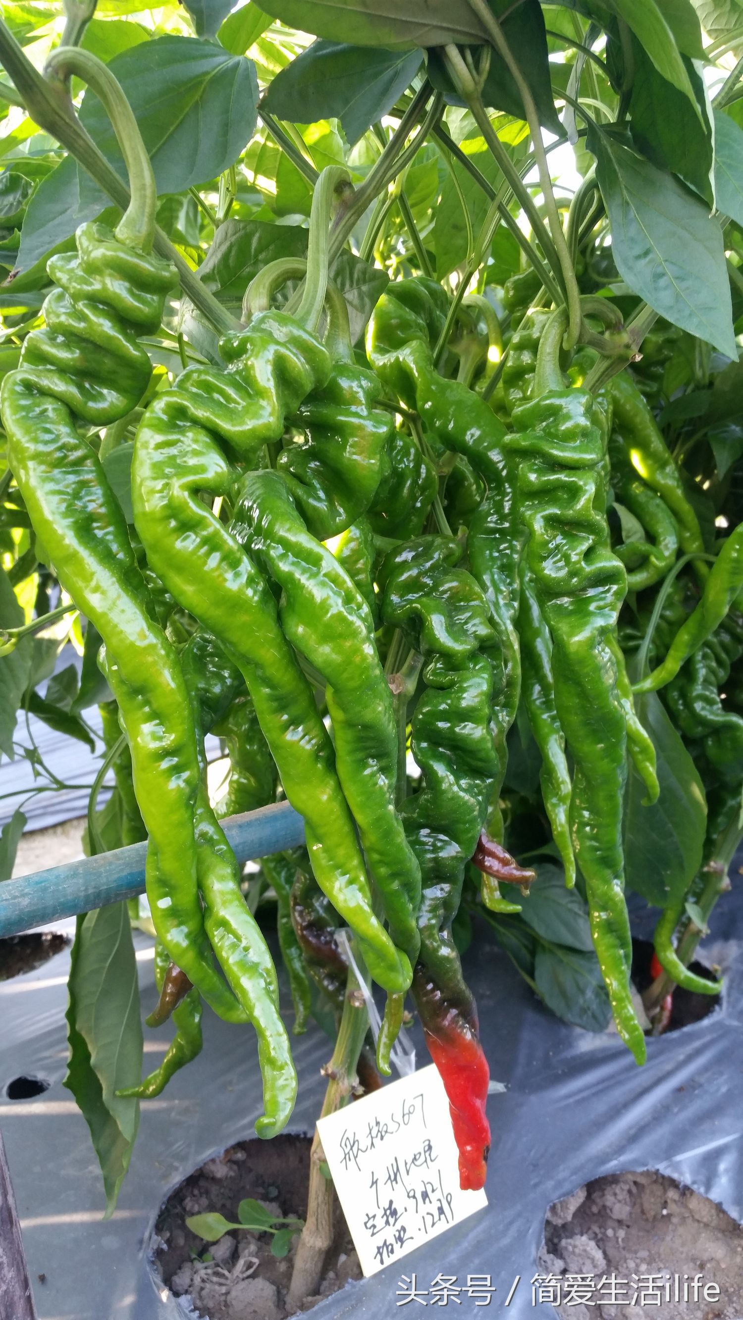 国内的蔬菜种子,比较好的蔬菜种子