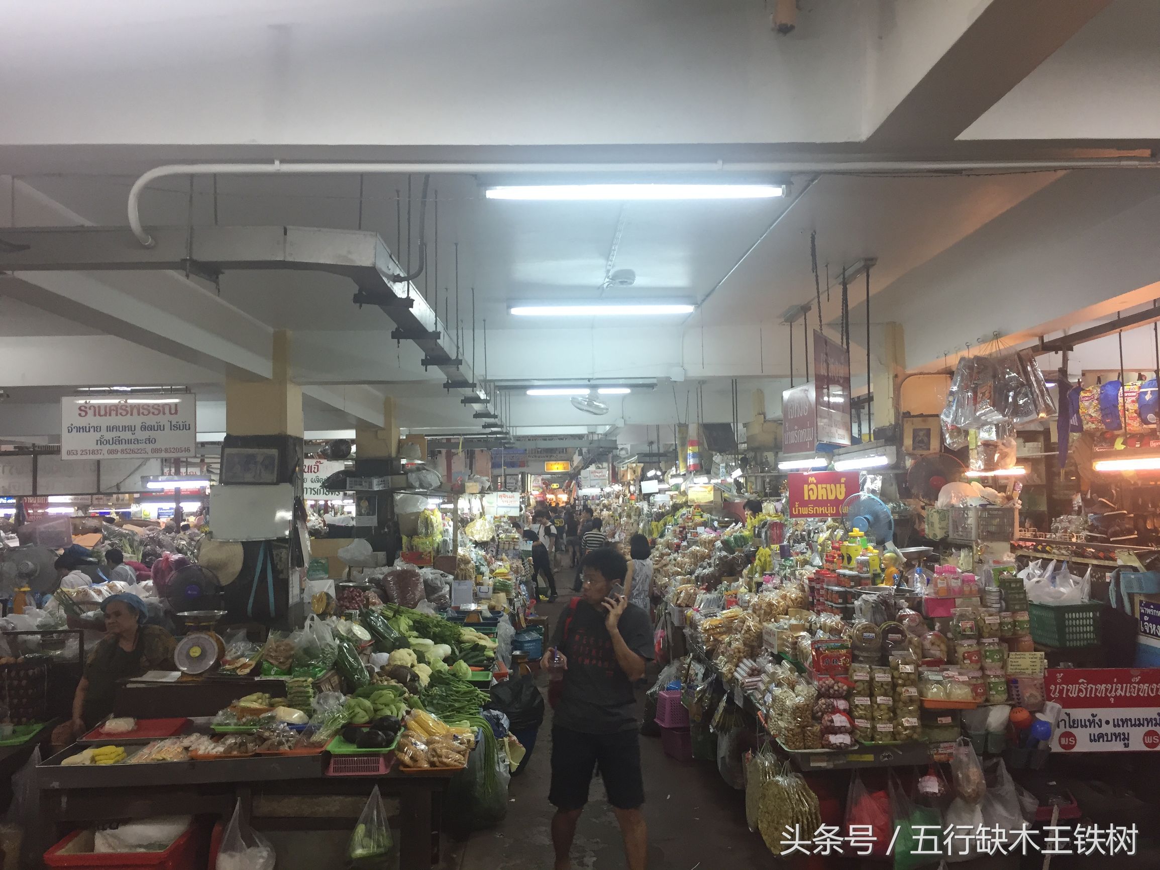 铁树在哪里可以买到,铁树在哪里买