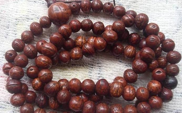 正宗尼泊尔小凤眼菩提,买星月菩提被坑了