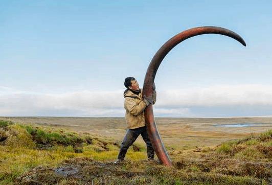 中国挖猛犸象牙 (俄罗斯人挖掘猛犸象牙)