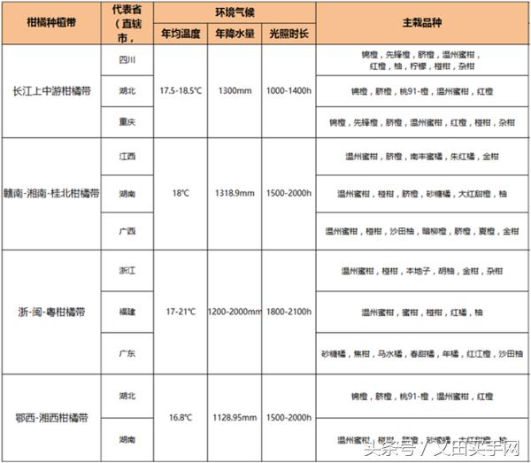 大型丑橘基地,稳坪何家寨丑橘基地