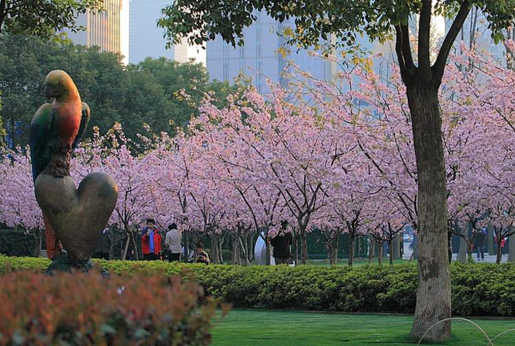 魔都赏樱打卡地,不止星