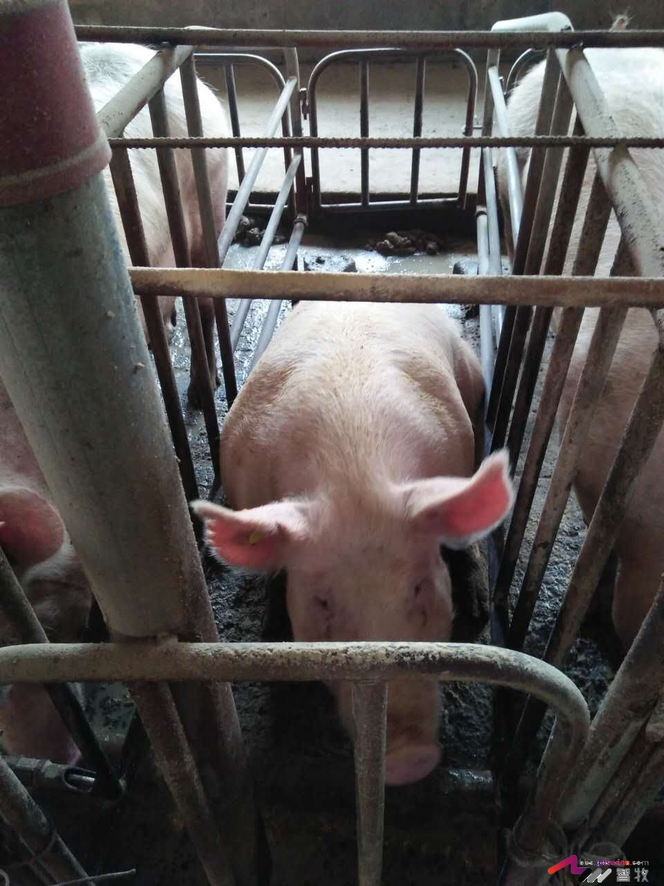 母猪犬坐的原因分析，多图-樊福好健康管理论坛-聊天全记录