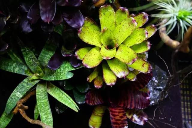 水族箱草缸开缸教程新手入门,雨林缸开缸多久植物才会稳定