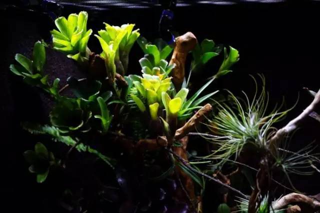 水族箱草缸开缸教程新手入门,雨林缸开缸多久植物才会稳定