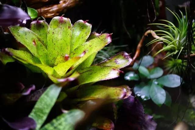 水族箱草缸开缸教程新手入门,雨林缸开缸多久植物才会稳定