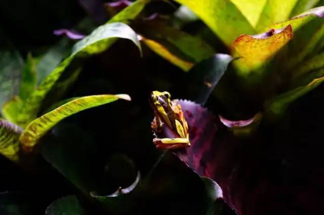水族箱草缸开缸教程新手入门,雨林缸开缸多久植物才会稳定