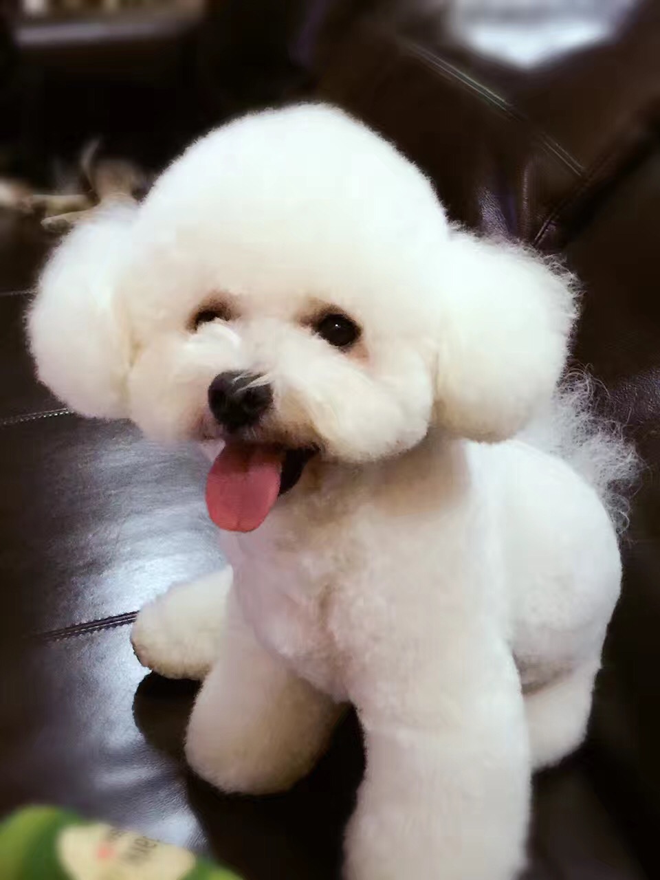 狗半仙跟你唠宠物，宠物营养之「疯狂的脂肪」