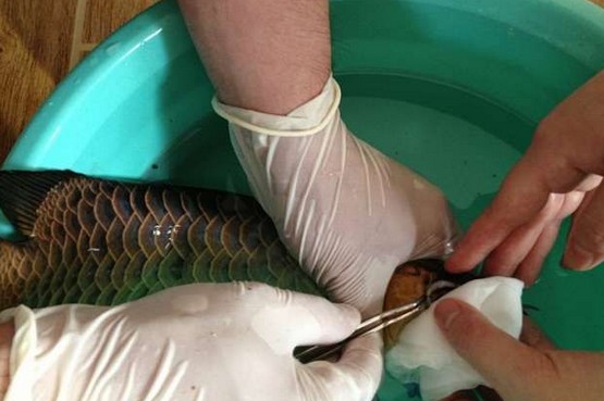 龙鱼腹鳍恢复过程,龙鱼拔鳞手术需要关注什么