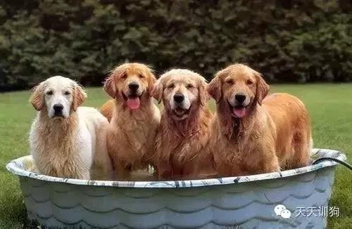 不去宠物店美容,去宠物店给狗洗澡一般多少费用