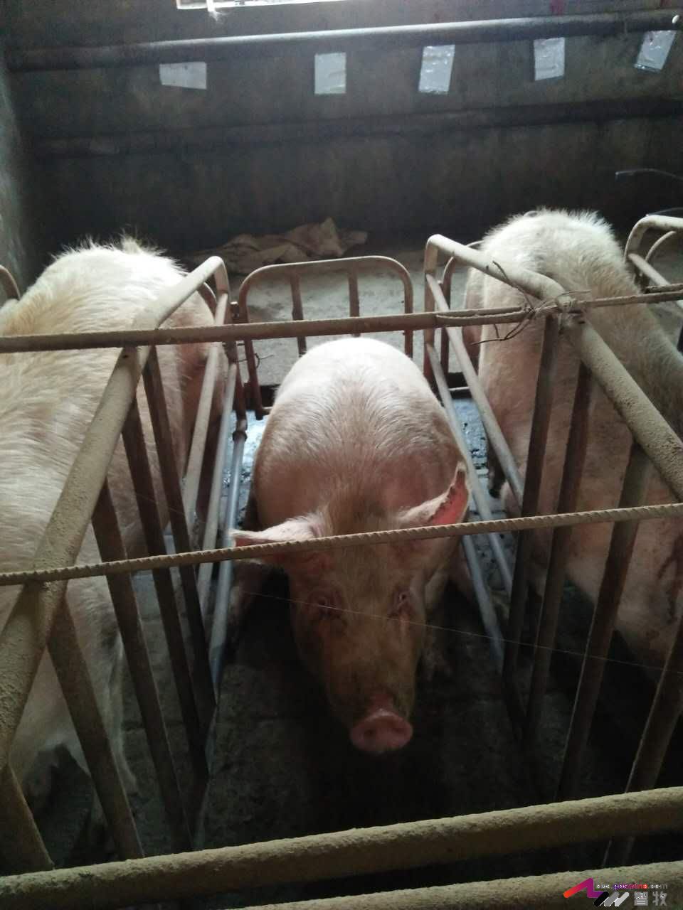 母猪犬坐的原因分析，多图-樊福好健康管理论坛-聊天全记录