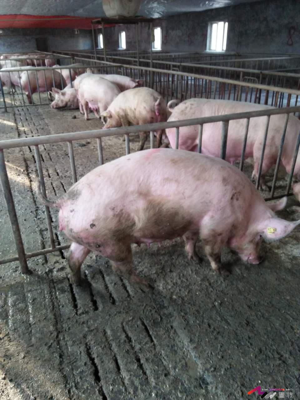 母猪犬坐的原因分析，多图-樊福好健康管理论坛-聊天全记录