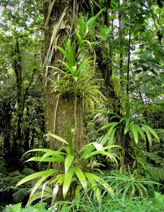 水族箱草缸开缸教程新手入门,雨林缸开缸多久植物才会稳定