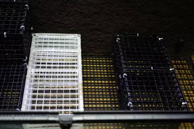 水族箱草缸开缸教程新手入门,雨林缸开缸多久植物才会稳定