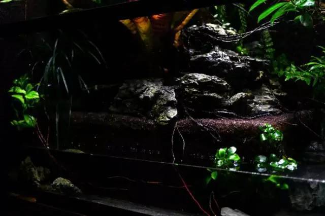 水族箱草缸开缸教程新手入门,雨林缸开缸多久植物才会稳定