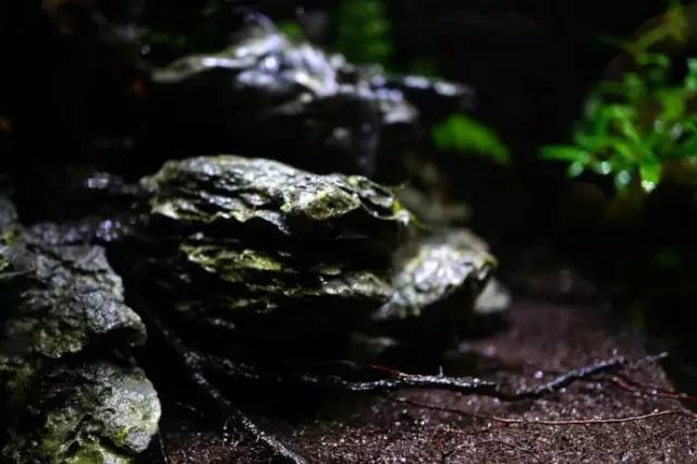 水族箱草缸开缸教程新手入门,雨林缸开缸多久植物才会稳定