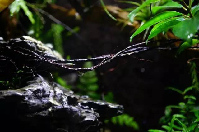 水族箱草缸开缸教程新手入门,雨林缸开缸多久植物才会稳定