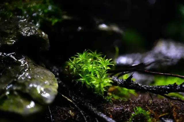 水族箱草缸开缸教程新手入门,雨林缸开缸多久植物才会稳定