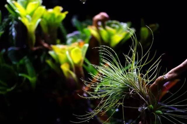 水族箱草缸开缸教程新手入门,雨林缸开缸多久植物才会稳定