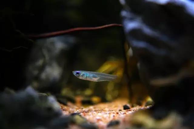 水族箱草缸开缸教程新手入门,雨林缸开缸多久植物才会稳定