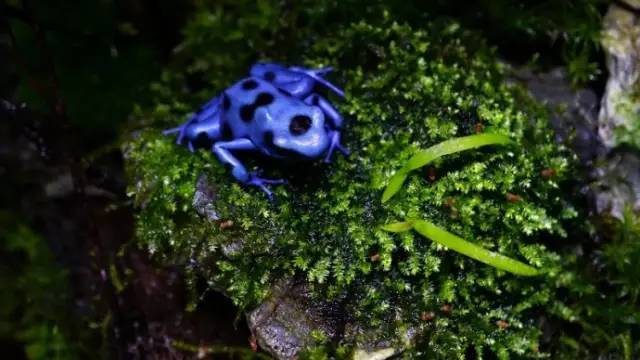 水族箱草缸开缸教程新手入门,雨林缸开缸多久植物才会稳定
