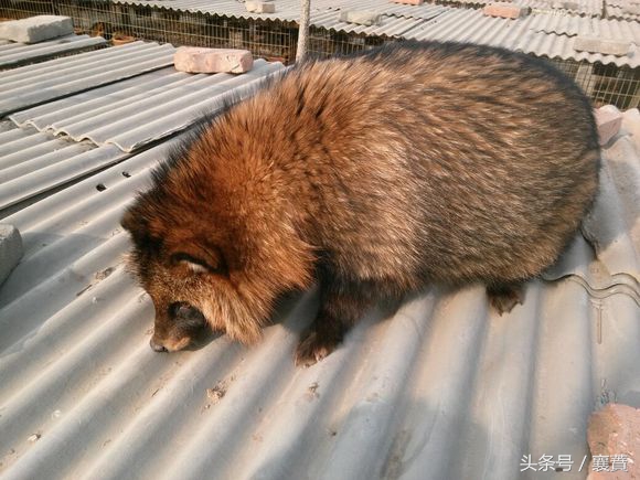 不是*局骗**但是赚钱很难，4种毛皮动物发展受阻
