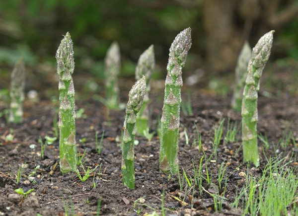 每日花语全集,每日花语蒲公英