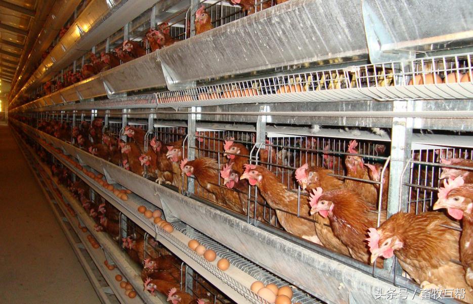 养殖人养鸡,养殖业中养鸡是如何养的