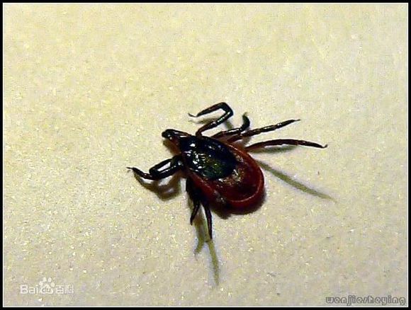 宠物驱虫小知识教案,宠物狗蜱虫长在什么地方