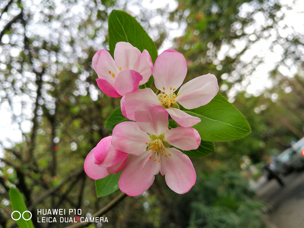 徕卡双摄作品,华为p10徕卡双摄怎么用