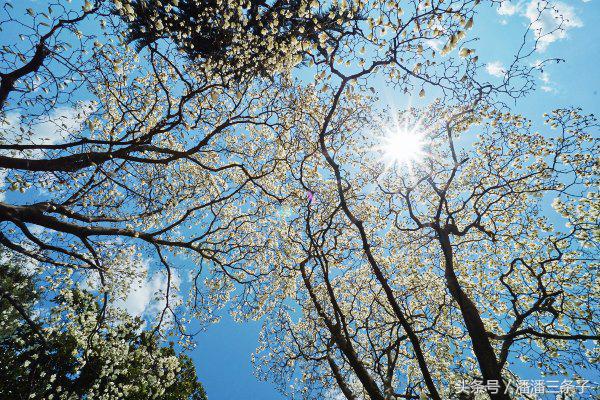 走吧！去岛国寻找东瀛春味