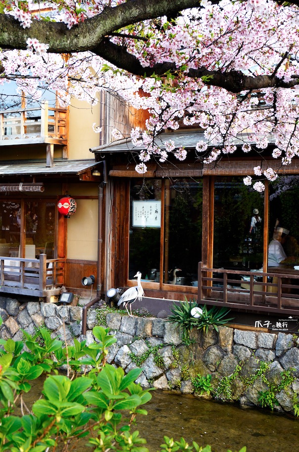 2019京都赏樱,京都樱地之花开时间