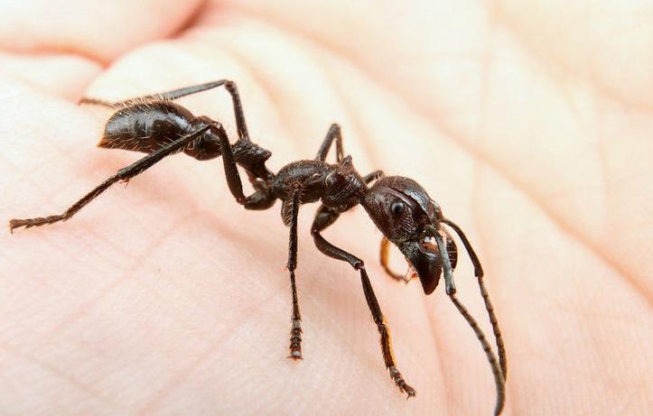 大型蚁类虫子带翅膀,全异巨首蚁各种种类蚂蚁体型