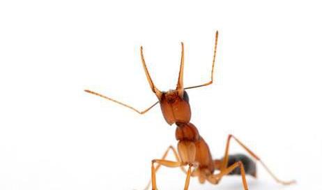 大型蚁类虫子带翅膀,全异巨首蚁各种种类蚂蚁体型