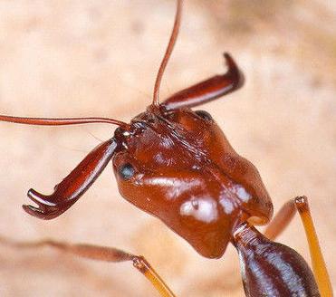 大型蚁类虫子带翅膀,全异巨首蚁各种种类蚂蚁体型