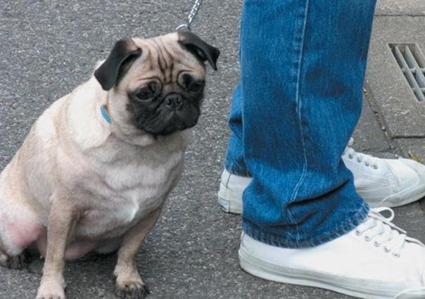 狗狗乱拉乱尿太臭了怎么办,狗狗乱拉乱尿是什么原因