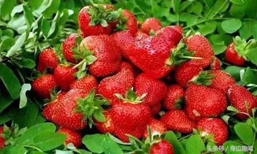 吃草莓的时节哪些草莓不能吃,四季草莓好吃还是奶油草莓好吃